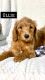 Golden Doodle Puppies for sale in Spokane, WA, USA. price: $800