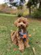 Golden Doodle Puppies for sale in Shoreline, WA, USA. price: NA