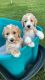 Golden Doodle Puppies for sale in Summerville, SC, USA. price: $500