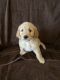 Golden Doodle Puppies for sale in Yorba Linda, CA, USA. price: $1,500