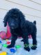 Golden Doodle Puppies for sale in Kyle, TX, USA. price: $1,500