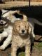 Golden Doodle Puppies for sale in Spartanburg, South Carolina. price: $800