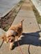 Golden Doodle Puppies for sale in St. Louis, Missouri. price: $600