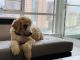 Golden Doodle Puppies for sale in Arlington, Virginia. price: $2,500