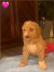 Golden Doodle Puppies for sale in Peachtree City, Georgia. price: $2