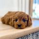 Golden Doodle Puppies for sale in St. Louis, Missouri. price: $700
