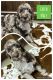 Golden Doodle Puppies for sale in Kaplan, Louisiana. price: $2,500