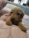 Golden Doodle Puppies for sale in Fort Worth, TX, USA. price: $600