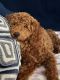 Golden Doodle Puppies for sale in Alexandria, Virginia. price: $900