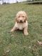 Golden Doodle Puppies for sale in New Paris, Indiana. price: $350