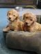 Golden Doodle Puppies for sale in Fort Worth, TX, USA. price: $600