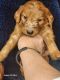 Golden Doodle Puppies for sale in Fresno, California. price: $1,200