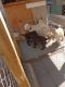 Golden Doodle Puppies for sale in Easley, South Carolina. price: $300