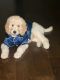 Golden Doodle Puppies for sale in Houston, Texas. price: $3,000