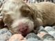 Golden Doodle Puppies for sale in Canton, Georgia. price: $750
