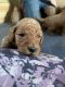 Golden Doodle Puppies for sale in Big Spring, Texas. price: $1,600