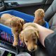 Golden Doodle Puppies for sale in Fresno, California. price: $1,450