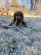 Golden Doodle Puppies for sale in Fort Collins, Colorado. price: NA