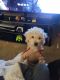 Golden Doodle Puppies for sale in Kent, WA, USA. price: $300
