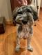 Golden Doodle Puppies for sale in New Bern, North Carolina. price: $950