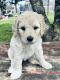Golden Doodle Puppies for sale in San Marcos, Texas. price: $900