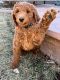 Golden Doodle Puppies for sale in Fort Collins, Colorado. price: $2,100