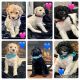 Golden Doodle Puppies for sale in Colton, California. price: $1,500