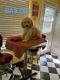 Golden Doodle Puppies for sale in Ventura, California. price: $800
