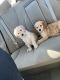 Golden Doodle Puppies for sale in Franktown, Colorado. price: $500