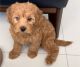 Golden Doodle Puppies for sale in Miami, Florida. price: $1,000