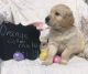 Golden Doodle Puppies for sale in Shelbyville, TN, USA. price: $550