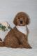 Golden Doodle Puppies for sale in Vancouver, Washington. price: $1,500
