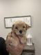 Golden Doodle Puppies for sale in Flower Mound, Texas. price: NA