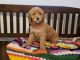 Golden Doodle Puppies for sale in Smithfield, North Carolina. price: $950