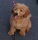 Golden Doodle Puppies for sale in California St, San Francisco, CA, USA. price: NA