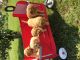 Golden Doodle Puppies for sale in San Francisco, CA, USA. price: NA