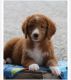 Golden Doodle Puppies for sale in Bakersfield, CA, USA. price: $800