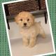 Golden Doodle Puppies for sale in 269 Romain St, San Francisco, CA 94131, USA. price: NA