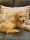 Golden Doodle Puppies for sale in Vergennes, IL 62994, USA. price: NA