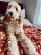 Golden Doodle Puppies for sale in Williamston, SC, USA. price: $2,200