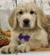 12 Week Old Beautiful Golden Doodle looking for a loving home