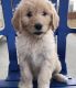 Golden Doodle Puppies for sale in California City, CA, USA. price: $500