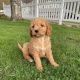 Golden Doodle Puppies for sale in Oklahoma City, OK, USA. price: $600