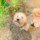 Golden Doodle Puppies for sale in Oklahoma City, OK, USA. price: $700