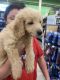 Golden Doodle Puppies for sale in Hattiesburg, MS, USA. price: NA
