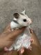 Golden Hamster Rodents for sale in Dayton, OH, USA. price: $20