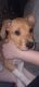 Golden Retriever Puppies for sale in Coldspring, TX 77331, USA. price: NA