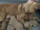 Golden Retriever Puppies for sale in Sullivan, OH 44880, USA. price: NA