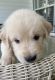 Golden Retriever Puppies for sale in San Antonio, TX, USA. price: $1,300