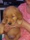 Golden Retriever Puppies for sale in Bonesteel, SD 57317, USA. price: $500